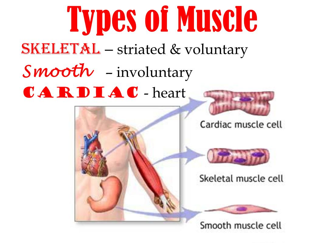 An Important Muscle Building Tip How To Discover Your Primary Muscle