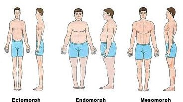 muscle hack and body types