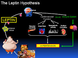 leptin 2